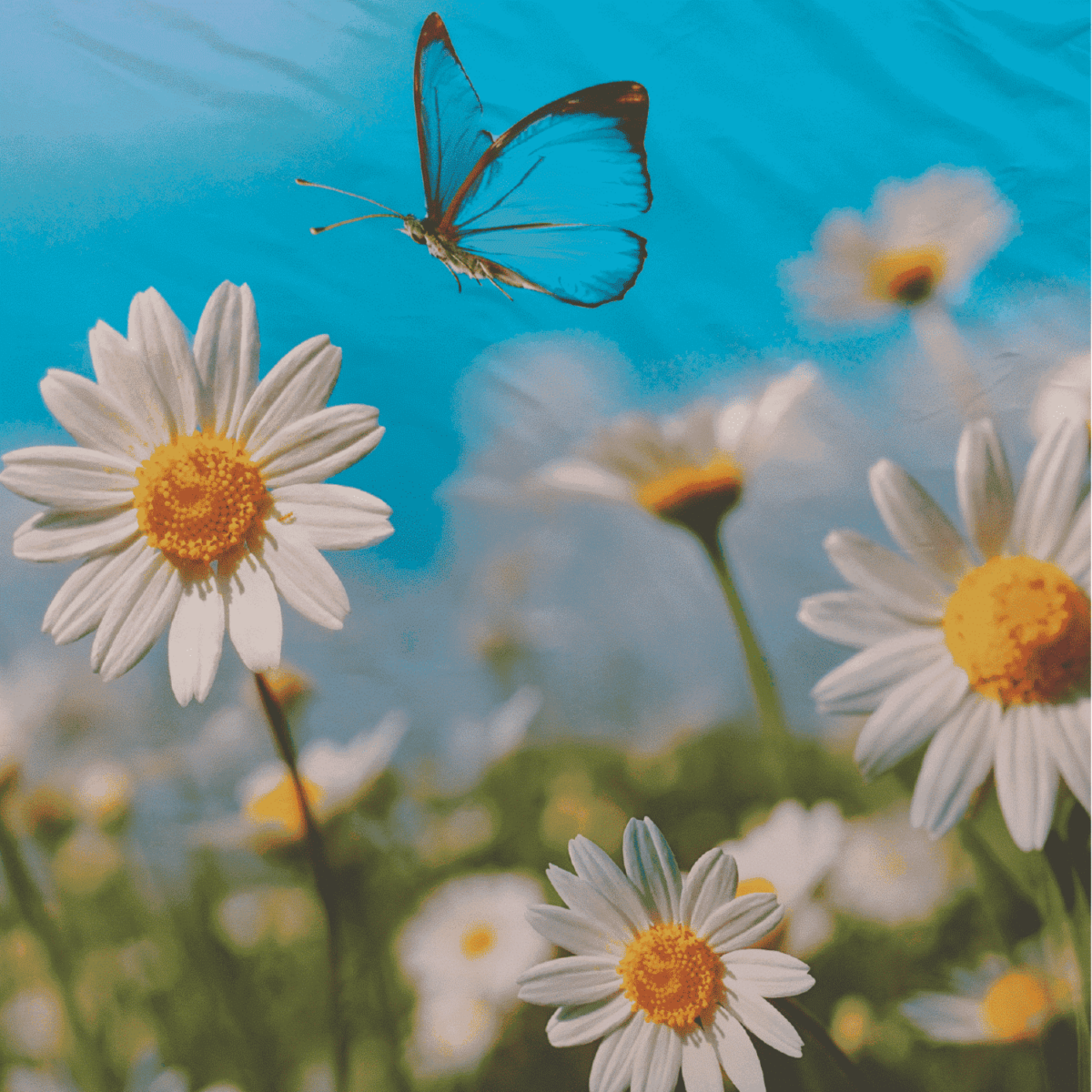 completo-lenzuola-fly-alta-definizione-100-cotone-dettaglio