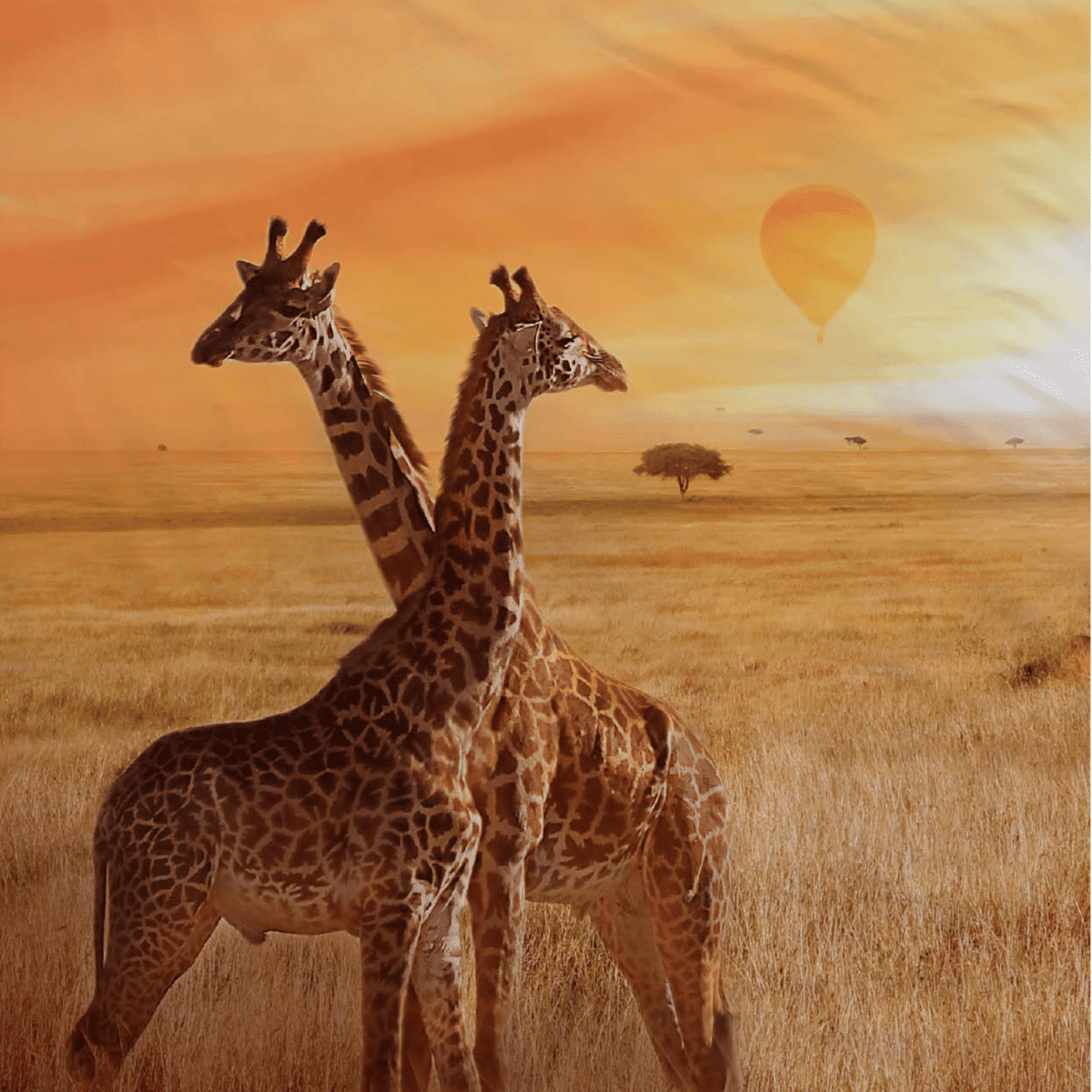 completo-lenzuola-safari-alta-definizione-100-cotone-dettaglio