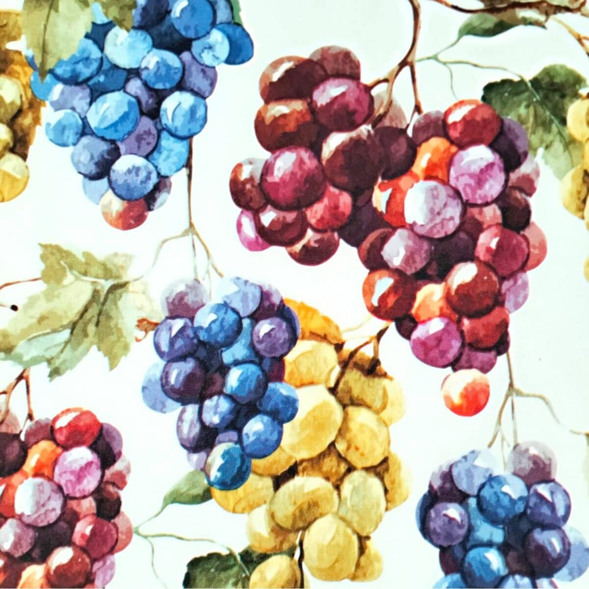 vendemmia-tovaglia-antimacchia-idrorepellente-uva-uve-grappoli-multicolore-cucina-bianco-giallo-rosso-blu-verde-dettaglio